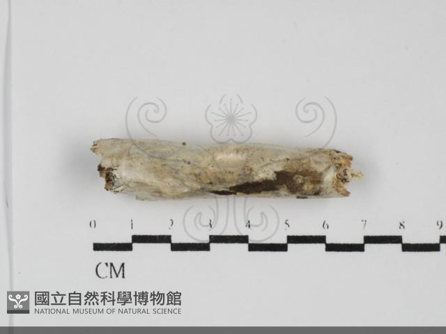 登錄號:F0031935藏品圖，第1張