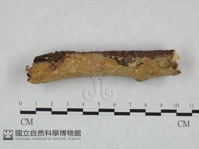 顯絲菌屬藏品圖，第1張