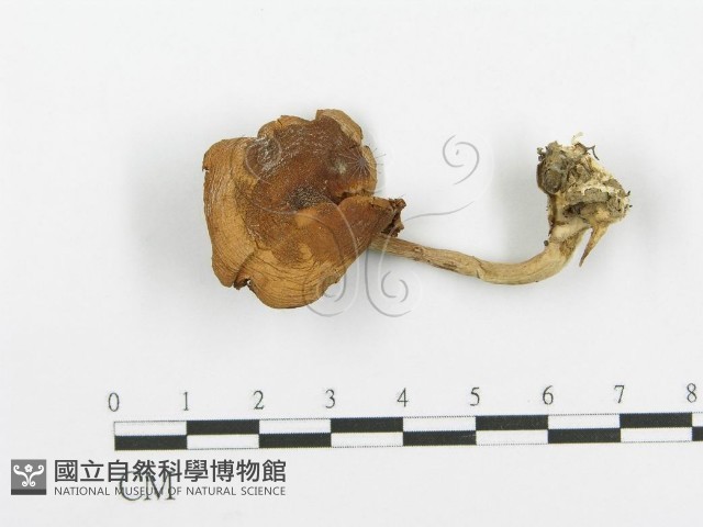 登錄號:F0004935藏品圖，第1張
