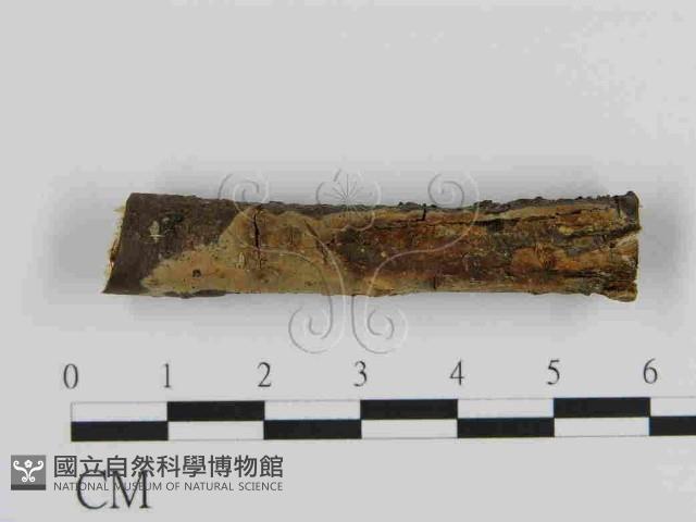 絲皮菌屬藏品圖，第1張