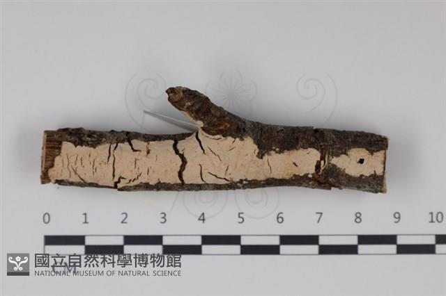 登錄號:F0034935藏品圖，第1張