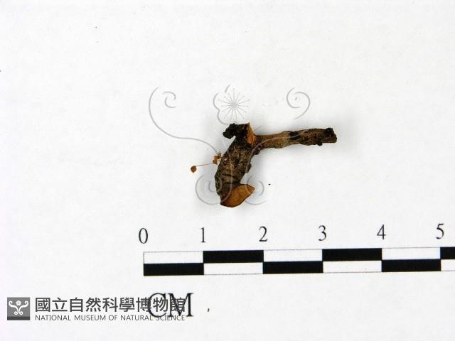 登錄號:F0022935藏品圖，第1張