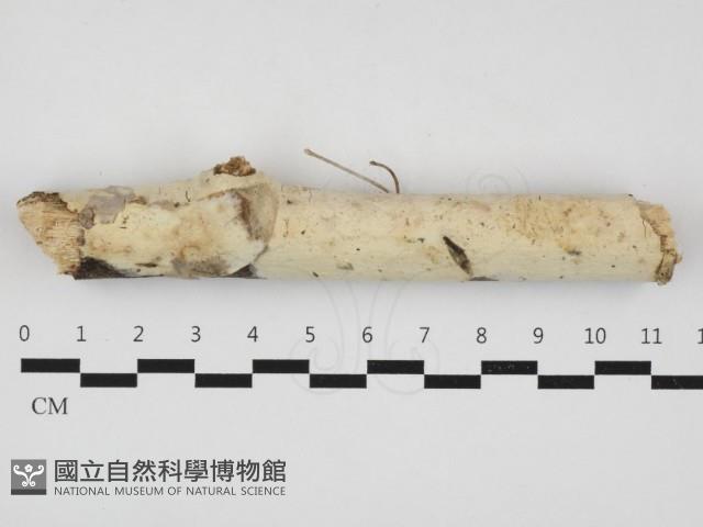 登錄號:F0032935藏品圖，第1張