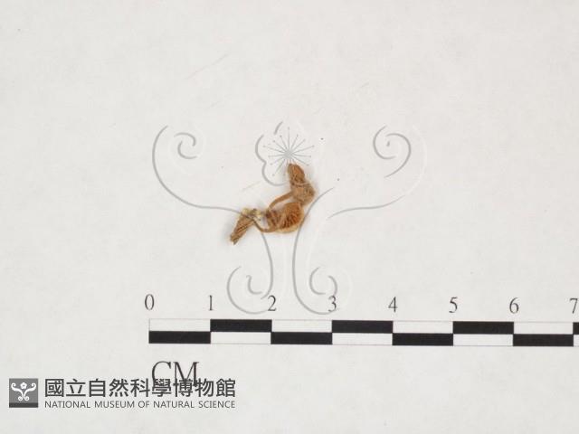 微皮傘屬藏品圖，第1張