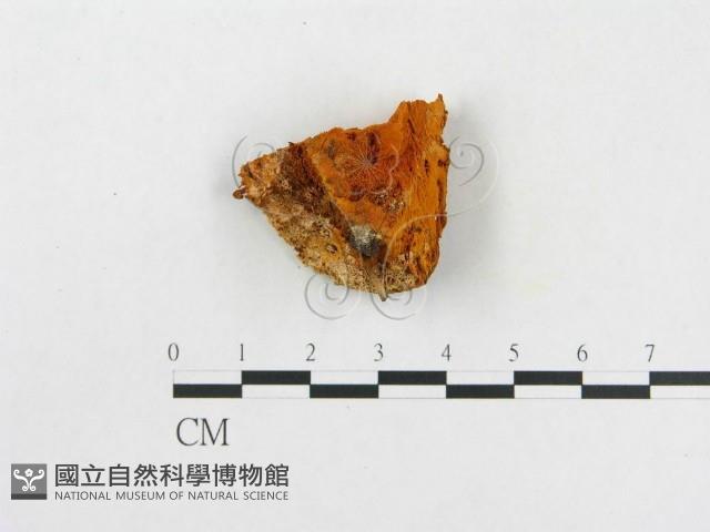 登錄號:F0005935藏品圖，第1張