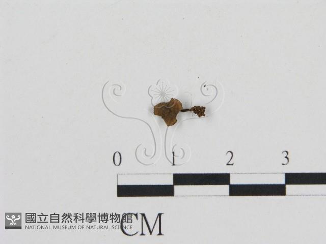 登錄號:F0015935藏品圖，第1張
