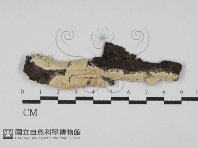 登錄號:F0029935藏品圖，第1張