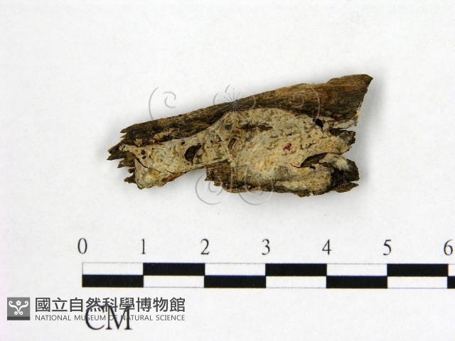 顯絲菌屬藏品圖，第1張