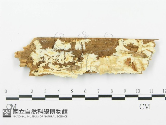 登錄號:F0013935藏品圖，第1張