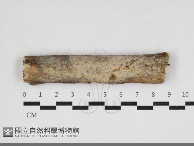 剛毛絲皮菌藏品圖，第1張