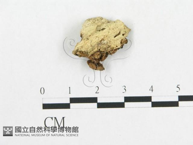 登錄號:F0010635藏品圖，第1張