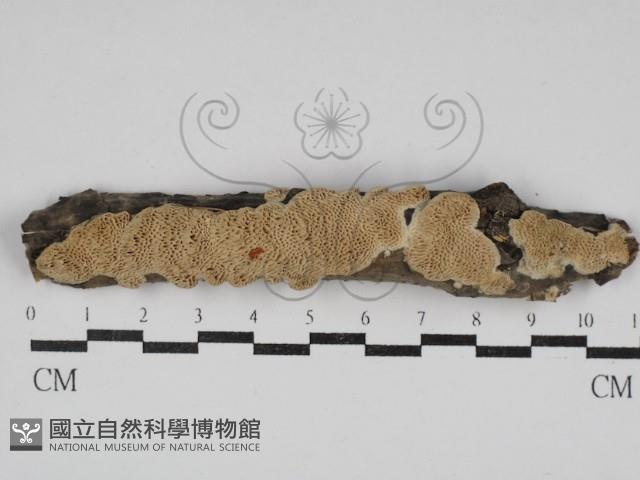 登錄號:F0030635藏品圖，第1張