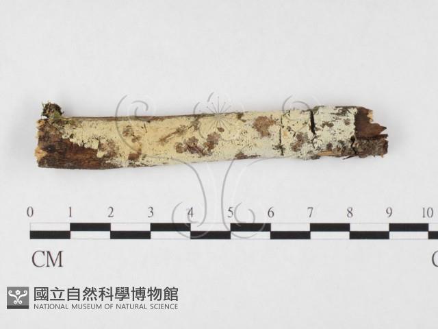 登錄號:F0026635藏品圖，第1張