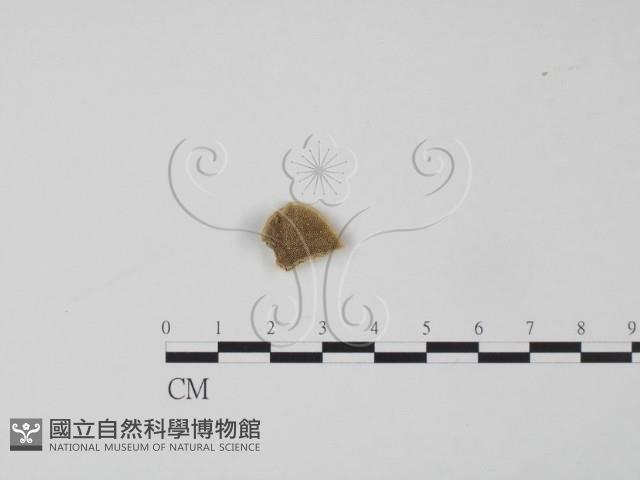 登錄號:F0006635藏品圖，第1張