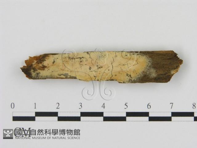 登錄號:F0016635藏品圖，第1張