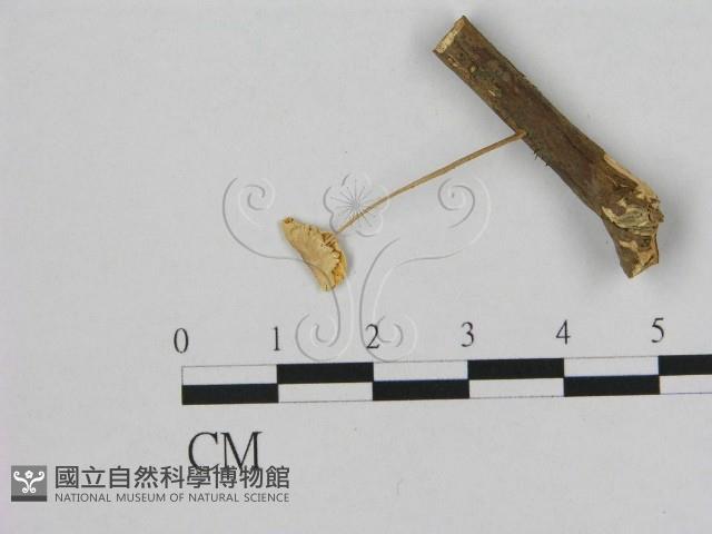 登錄號:F0011635藏品圖，第1張