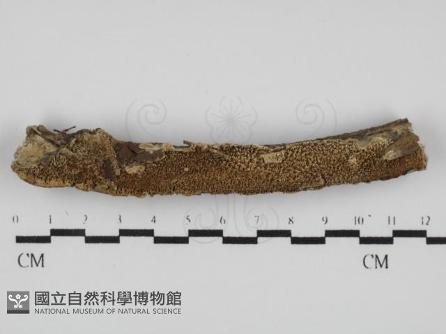 登錄號:F0031635藏品圖，第1張