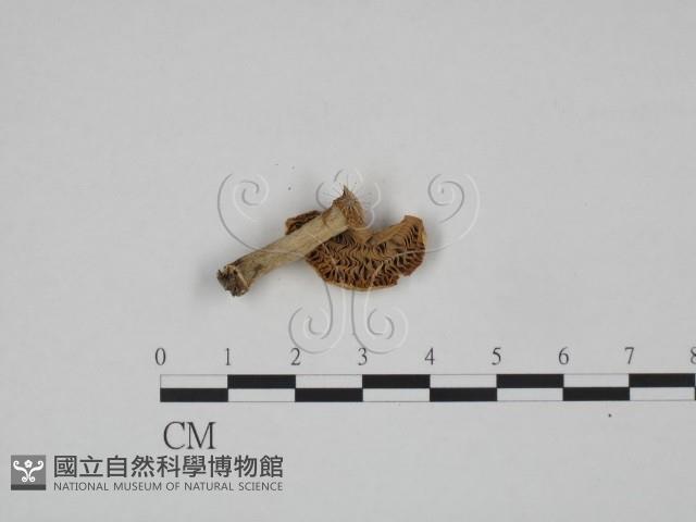 紅菇屬藏品圖，第1張