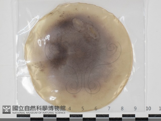 登錄號:F0034635藏品圖，第1張