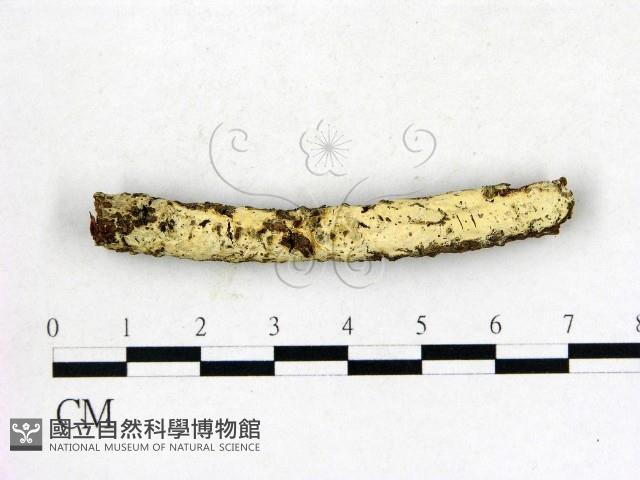 登錄號:F0022635藏品圖，第1張