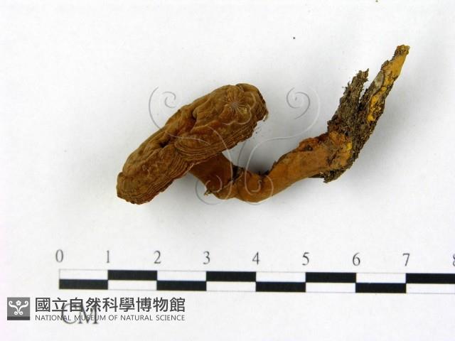 登錄號:F0002635藏品圖，第1張