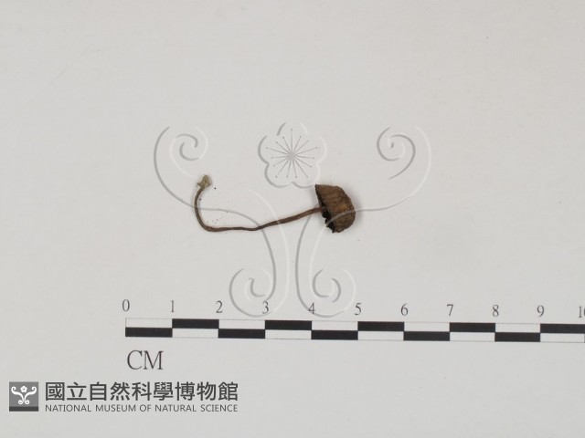 登錄號:F0012635藏品圖，第1張