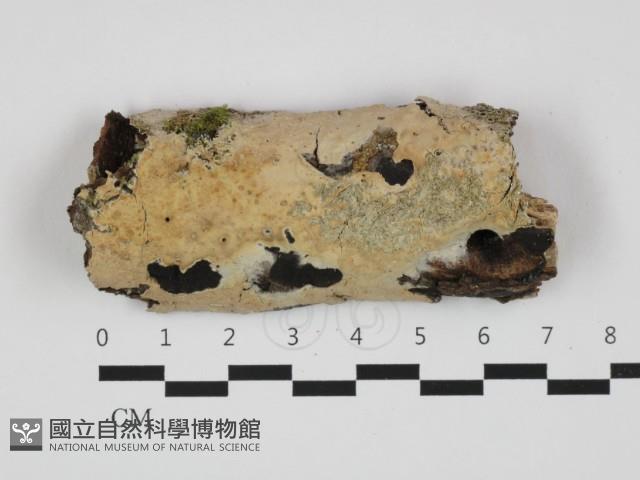 登錄號:F0032635藏品圖，第1張