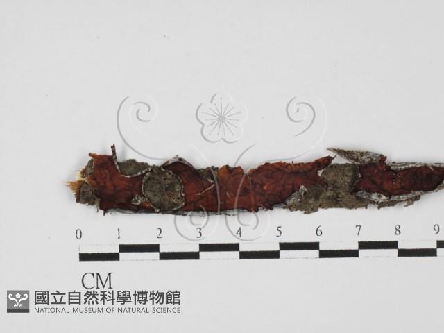 登錄號:F0027635藏品圖，第1張