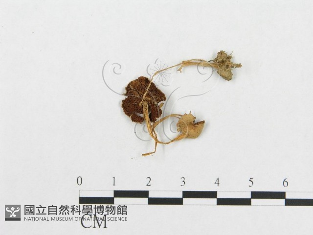 登錄號:F0007635藏品圖，第1張