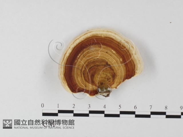 相鄰小孔菌藏品圖，第1張