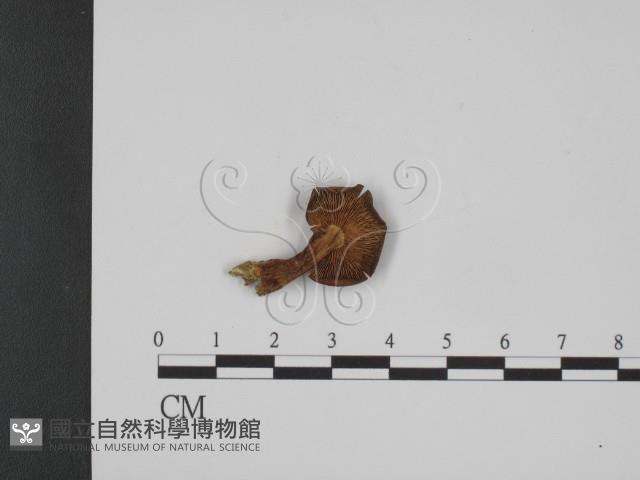 登錄號:F0015635藏品圖，第1張