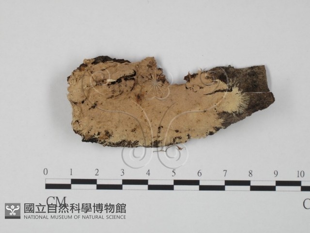登錄號:F0009635藏品圖，第1張