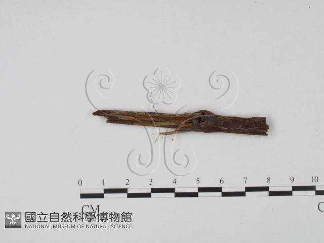 登錄號:F0019635藏品圖，第1張