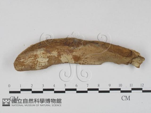 登錄號:F0023635藏品圖，第1張