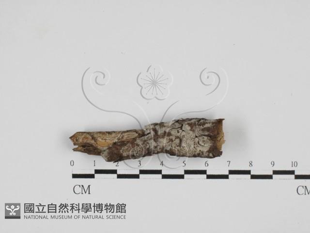 登錄號:F0013635藏品圖，第1張