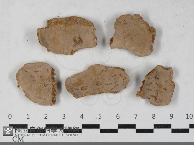 多年臥孔菌屬藏品圖，第1張