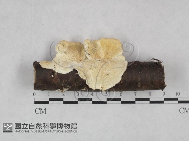 登錄號:F0028435藏品圖，第1張