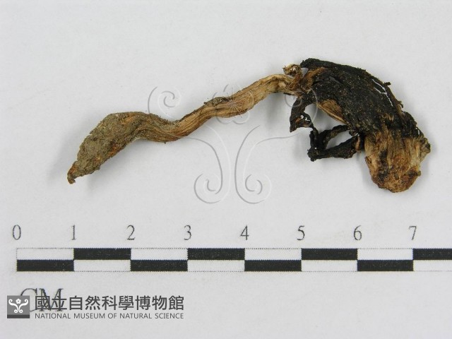 登錄號:F0008435藏品圖，第1張