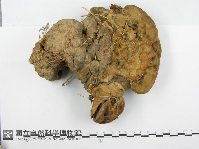 靈芝屬藏品圖，第1張
