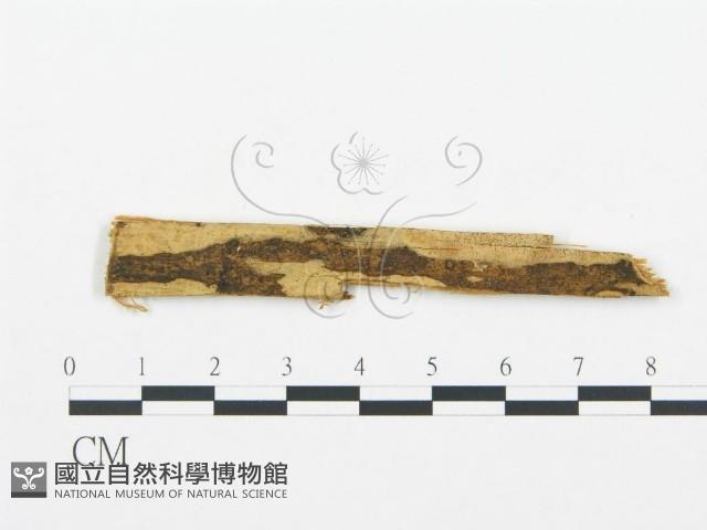 登錄號:F0000435藏品圖，第1張