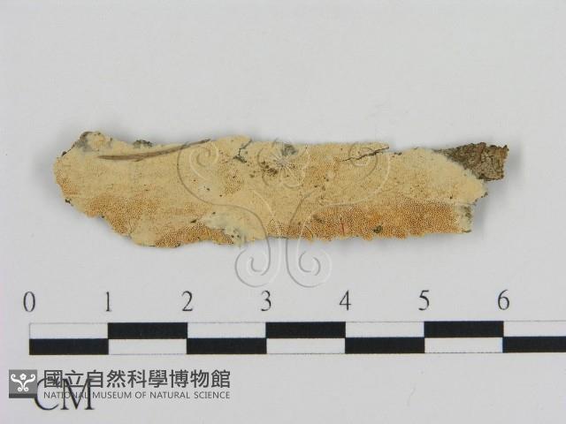 登錄號:F0010435藏品圖，第1張