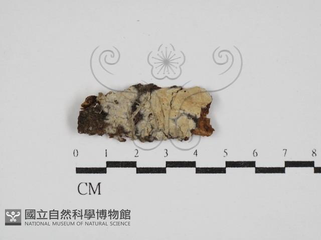 絲皮菌屬藏品圖，第1張