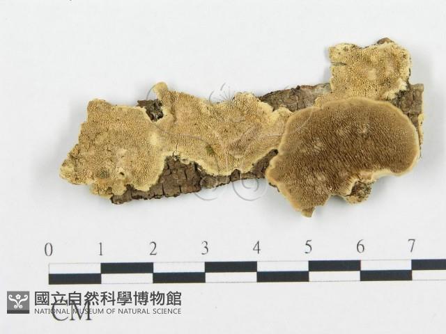 登錄號:F0006435藏品圖，第1張