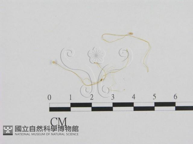 小菇屬藏品圖，第1張