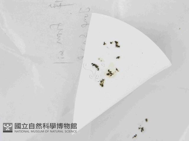 登錄號:F0021435藏品圖，第1張