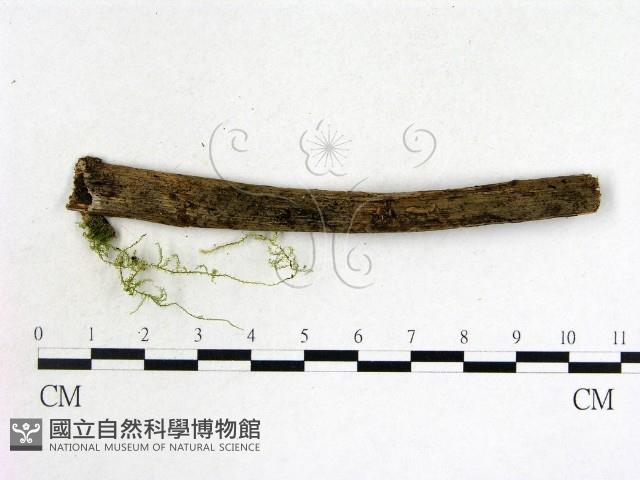 登錄號:F0001435藏品圖，第1張