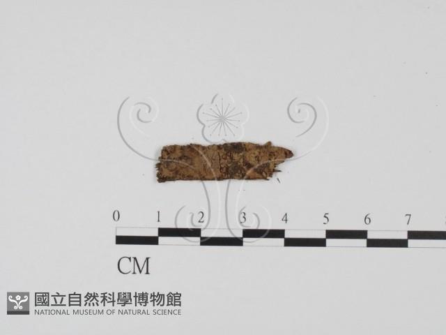 登錄號:F0011435藏品圖，第1張