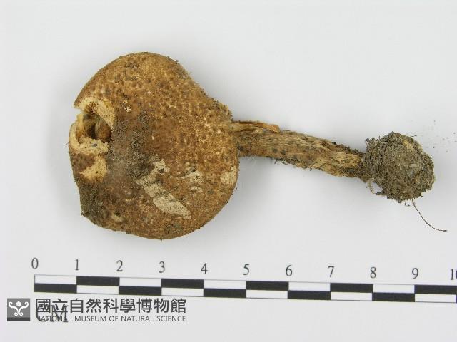 登錄號:F0004435藏品圖，第1張