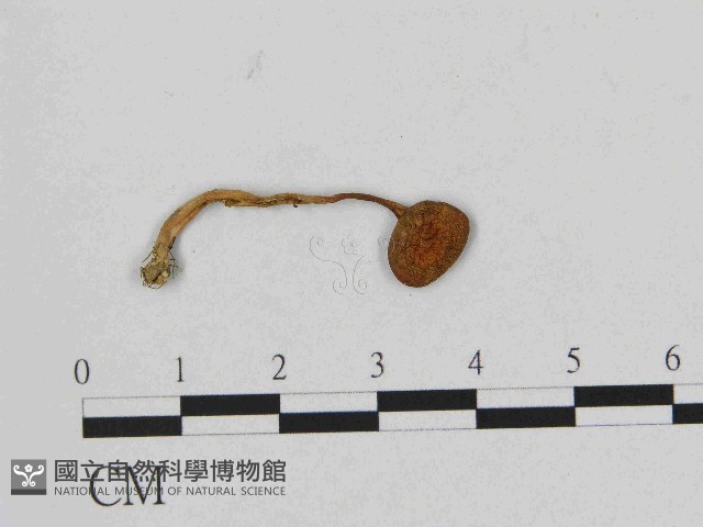 登錄號:F0014435藏品圖，第1張