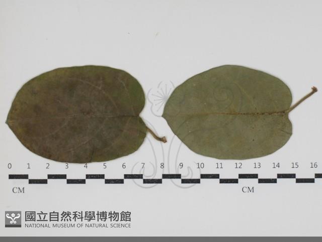 登錄號:F0034435藏品圖，第1張